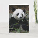 Suche nach panda große karten Bär