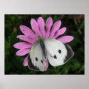 Suche nach rosa schmetterling poster Schön
