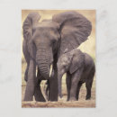 Suche nach elefanten familie poster Fauna