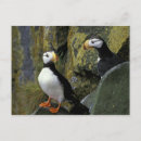 Suche nach alaska vögel postkarten Paar
