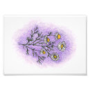 Suche nach kamille poster Pflanze