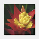 Suche nach roter blumenmagnet Gelb