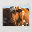 Suche nach stehende kuh postkarten Landwirtschaft