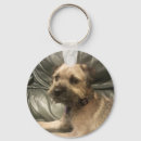 Suche nach grenzterrier Niedlich
