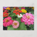 Suche nach zinnia blume postkarten Pflanze
