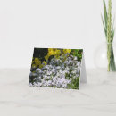 Suche nach phlox karten Quelle