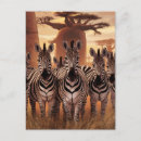 Suche nach zebras postkarten Savanne