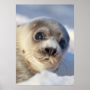 Suche nach harp poster Kanada