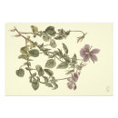 Suche nach vintage botanicals poster Blumenreich