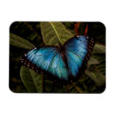 Suche nach blauer schmetterling magnete Flügel