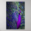 Suche nach bunte federn poster Schön