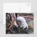 Suche nach weißes eichhörnchen postkarten Tierwelt