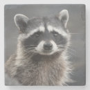 Suche nach waschbär untersetzer Natur