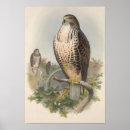 Suche nach bussard poster Natur