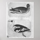 Suche nach pisanello poster Schnabel