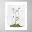 Suche nach wilde rose poster Pflanze