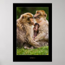 Suche nach nicht meine affen poster Familie