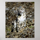 Suche nach leopard poster Raubtier