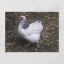 Suche nach schwarz weiß tiere postkarten Huhn