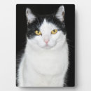 Suche nach schwarze katze fotoplatten Kätzchen