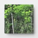 Suche nach eule fotoplatten Wald