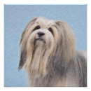 Suche nach havaneser Bichon havanais