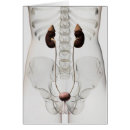 Suche nach abdomen postkarten Anatomie