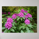 Suche nach rhododendron poster Natur