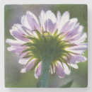 Suche nach lila blumen untersetzer Makro