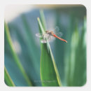 Suche nach dragonfly aufkleber Natur
