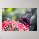 Suche nach monarch poster Schmetterling
