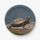 Suche nach gemalte schildkröte Reptil