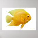 Suche nach fischdruck poster Fischplakat