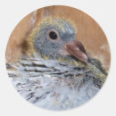 Suche nach junge taube aufkleber Baby