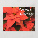 Suche nach weihnachtsblumen postkarten Weihnachtsgrüße