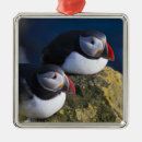 Suche nach puffin ornamente Vogelvogel
