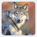 Suche nach wilder wolf aufkleber Wildtiere