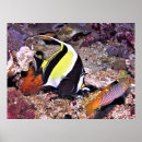 Suche nach idol poster Fisch