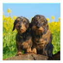 Suche nach dackeln poster Weiner