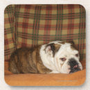 Suche nach sofa untersetzer Hund