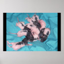 Suche nach stapel poster Tiere