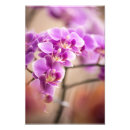 Suche nach rosa orchideen poster Phalaenopsis