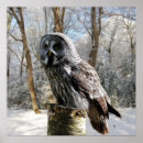 Suche nach bose poster Vogel