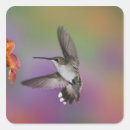 Suche nach hummingbird aufkleber Bunt