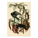 Suche nach john james audubon poster Farbe