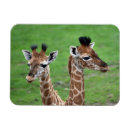 Suche nach baby magnete Giraffe