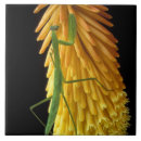 Suche nach beten sie fliesen Insekt