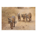 Suche nach tierfamilie poster Wild