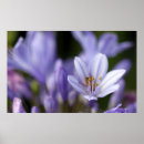 Suche nach agapanthus poster Botanisch