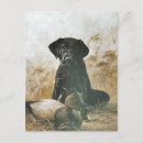 Suche nach die jagdhunde postkarten Labrador retriever